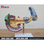 MÔ HÌNH BỆNH LÝ VÙNG TỤY